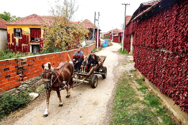 Деревня Donja Lakosnica - сербская «столица паприки»