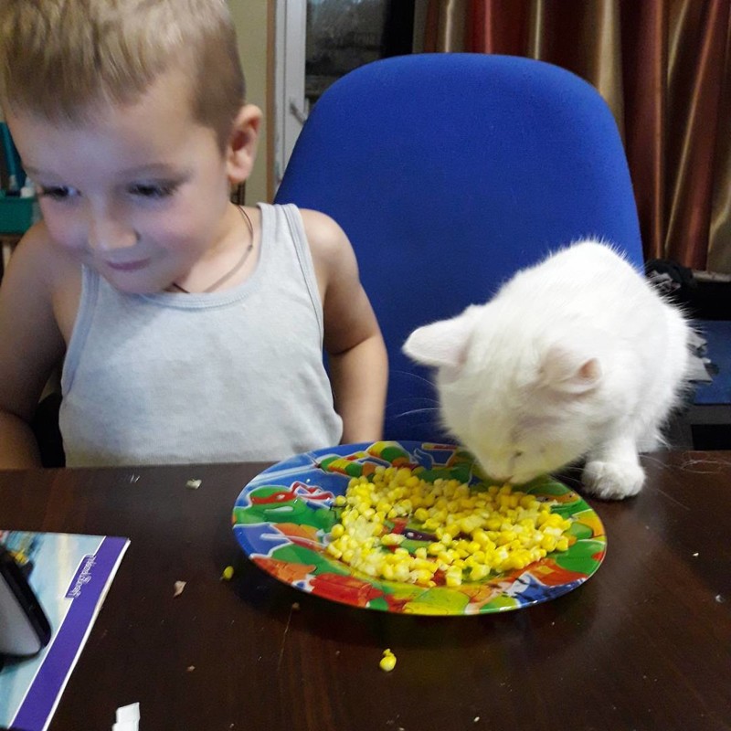 Кот ест из тарелки ребёнка