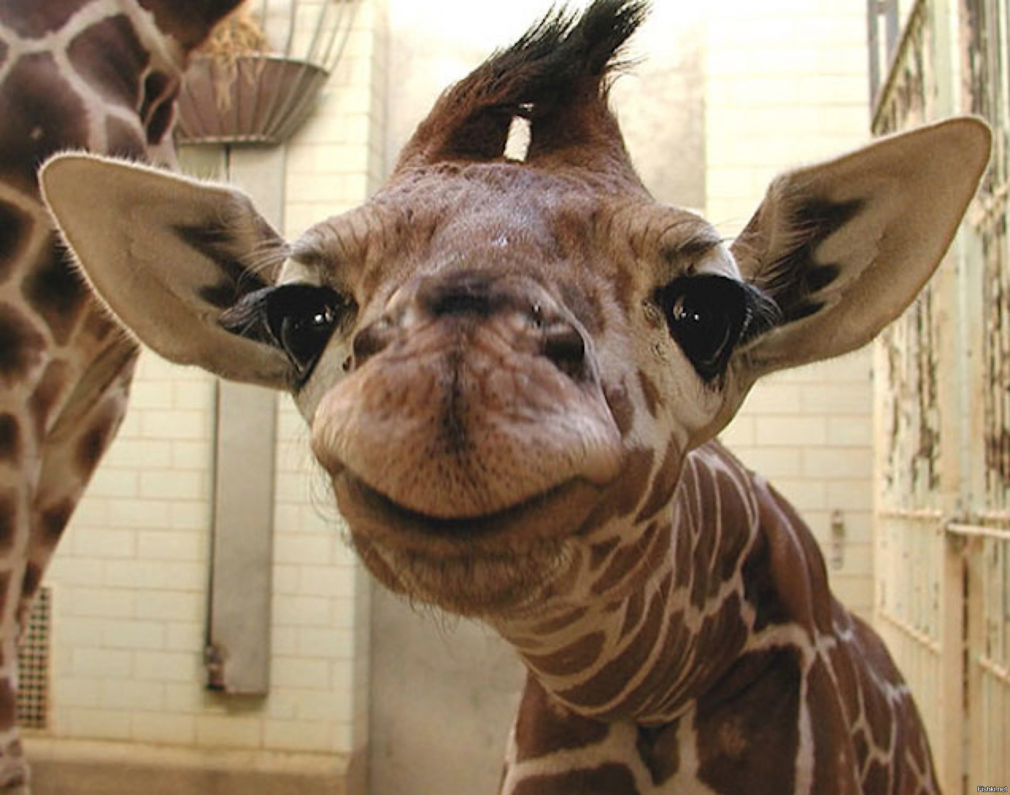 Про смешных зверей. Улыбка животных. Сумасшедшие животные. Жираф улыбается. Прикольные животные.