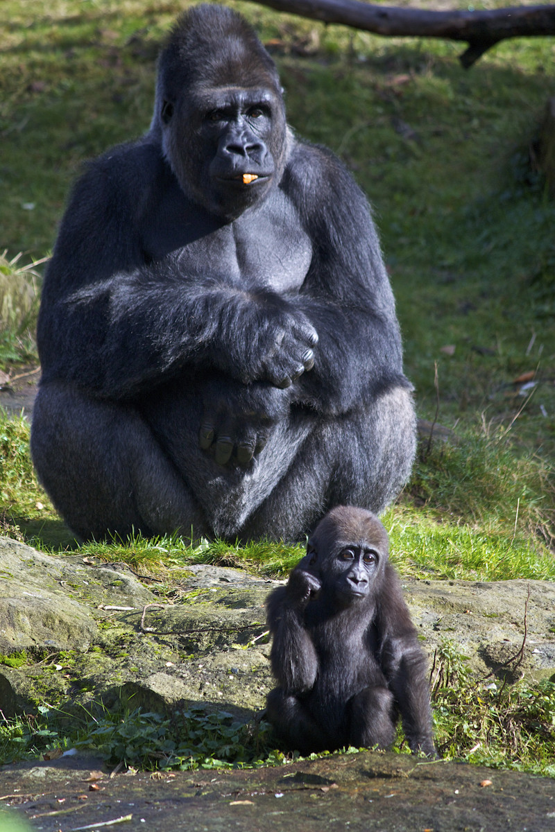 Детёныш горной гориллы