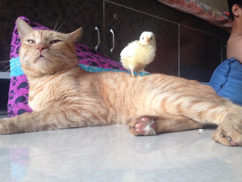 Кот и цыпленок 