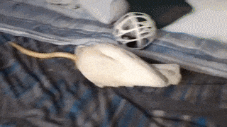 Схватка попугая и змеи