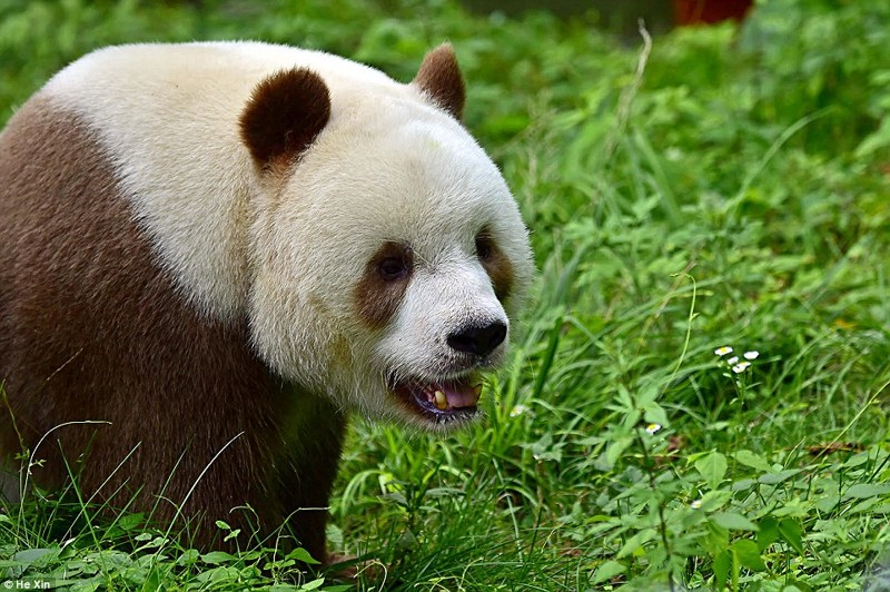 Единственная в мире коричневая панда живет в Шаньси