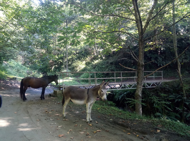 По дороге на водопады встречали много стад коров, ослов, лошадей)) 