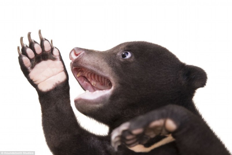Первая фотосессия самого милого медвежонка в мире