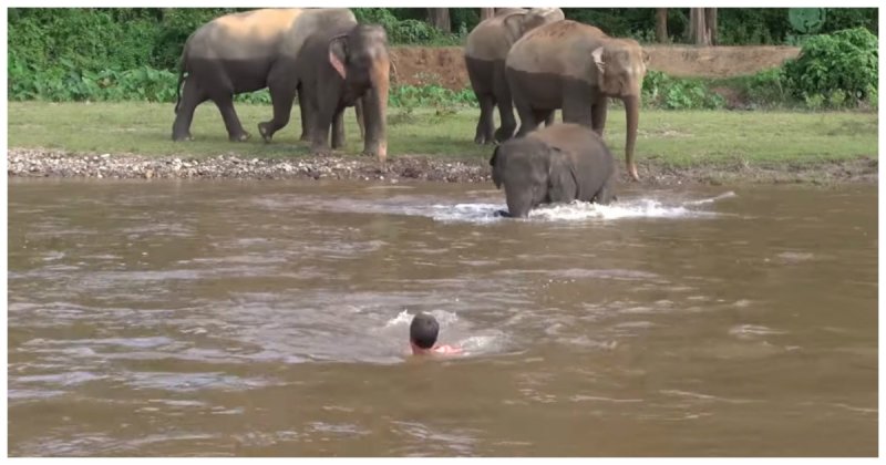 Слоненок бросился в реку, чтобы спасти человека