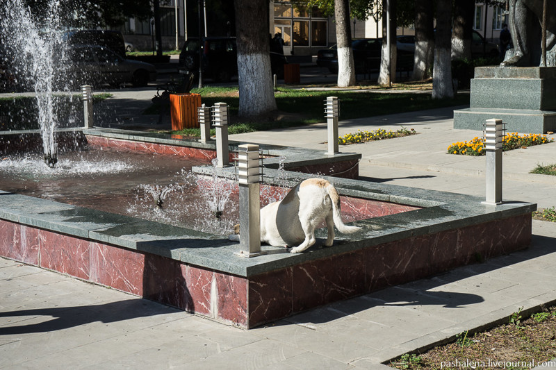 Пёсик пьёт из фонтана.