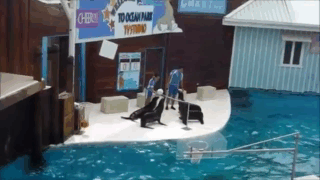 Морские котики играют в волейбол