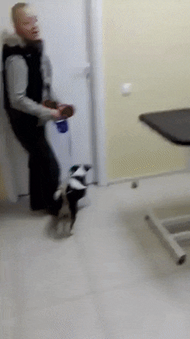 Не первый раз у ветеринара