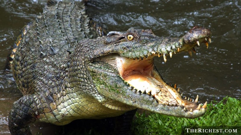 13. Человек найден внутри крокодила