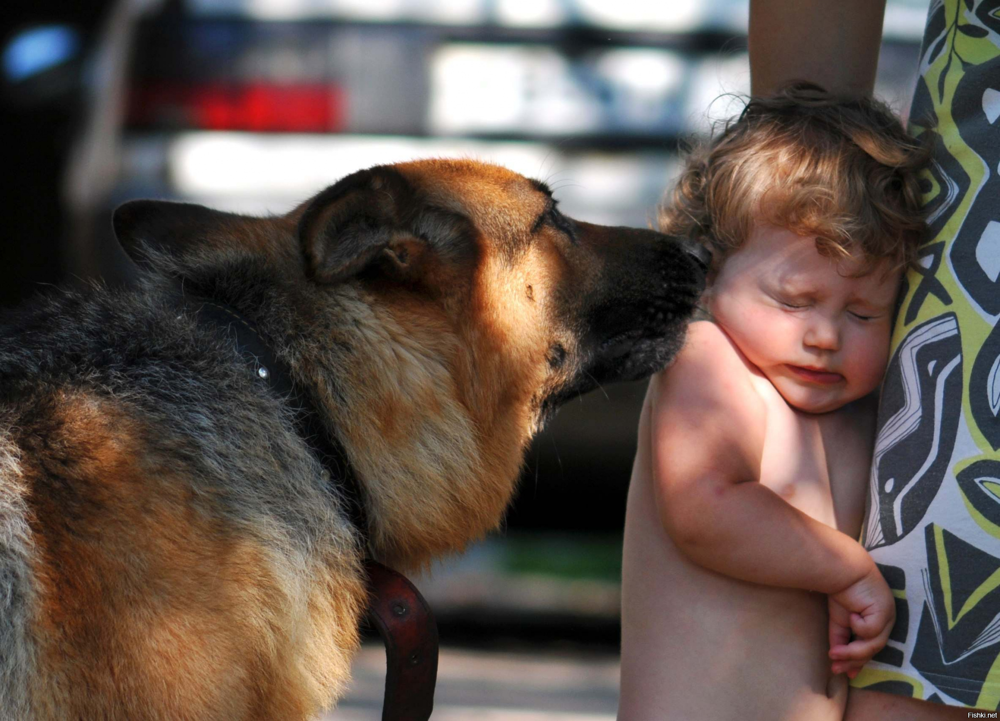 Собака защищает ребенка