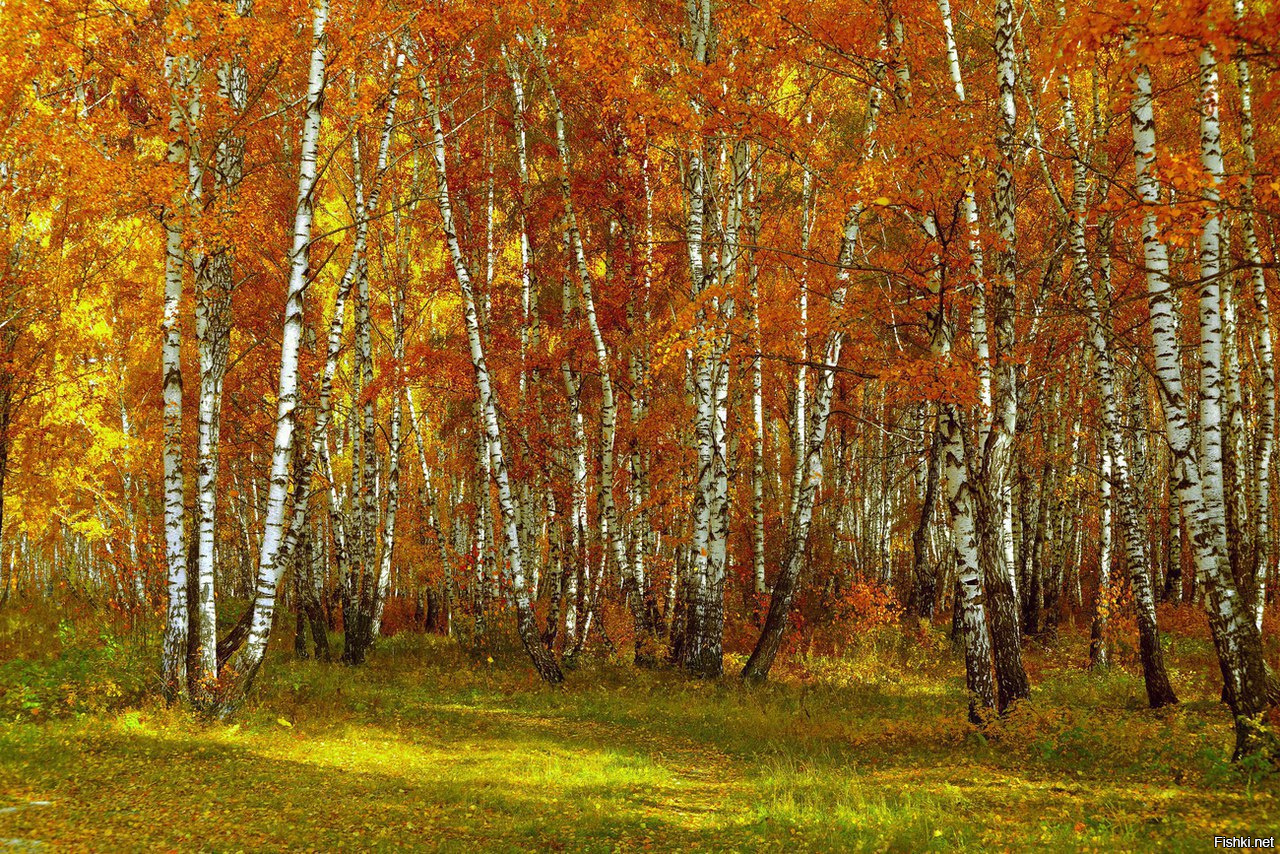 Осенняя Роща Фото