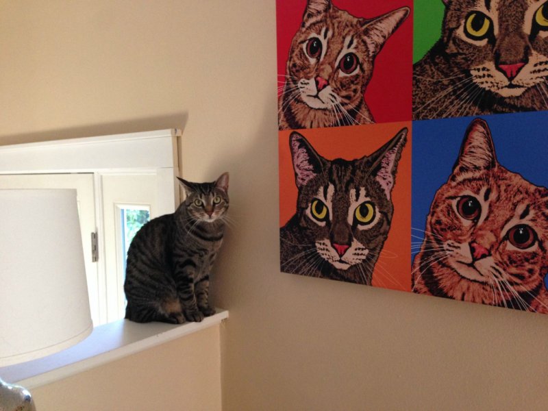 Кошка с портретом 