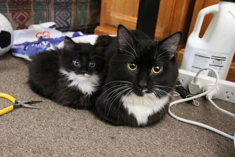 Кошка с мини-копией 