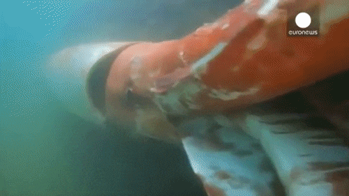 Гигантский кальмар живет на дне океана