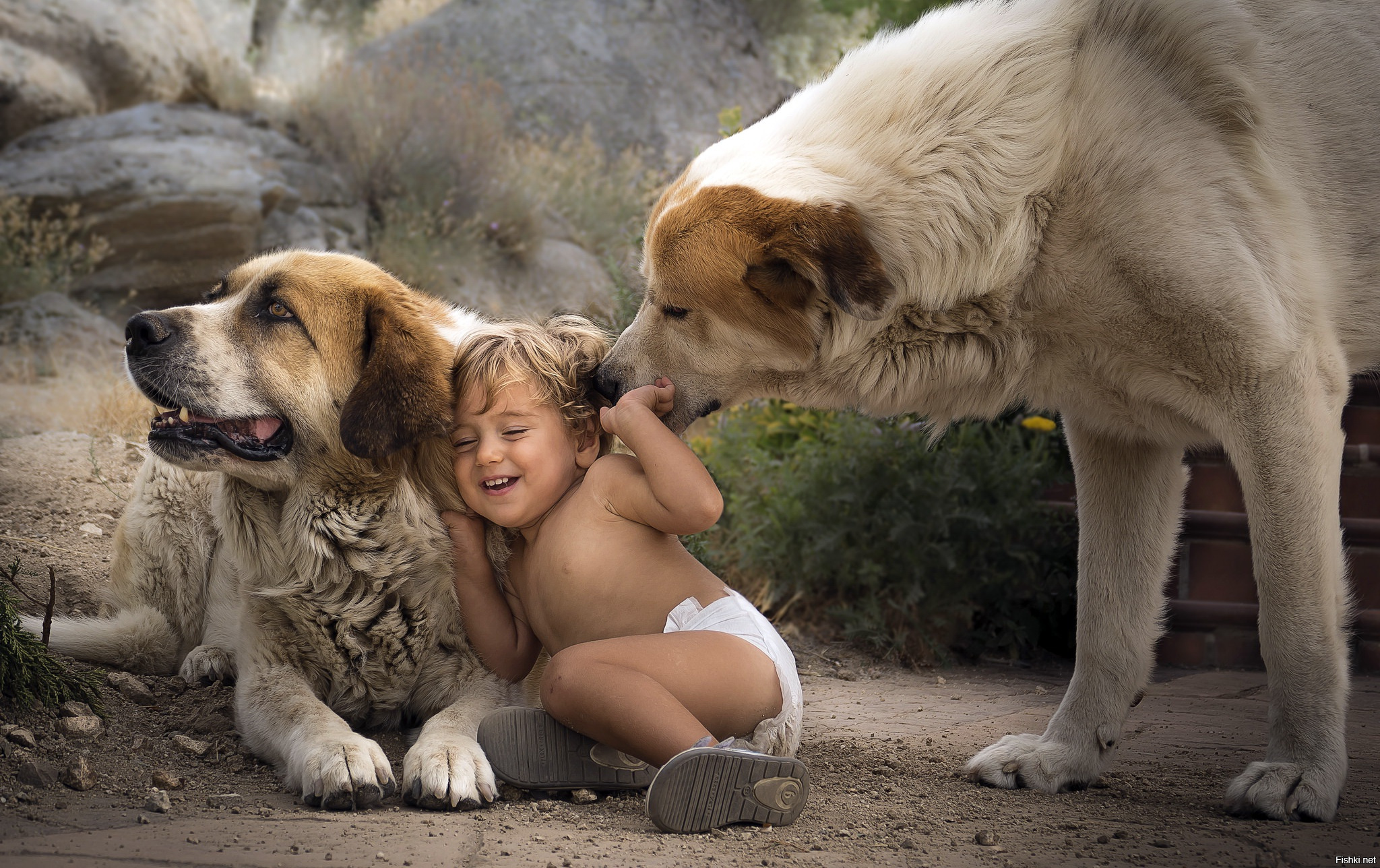 Девочка живет с собаками. Собака для детей. Мальчик с собакой. Для детей. Животные. Дети и животные Дружба.