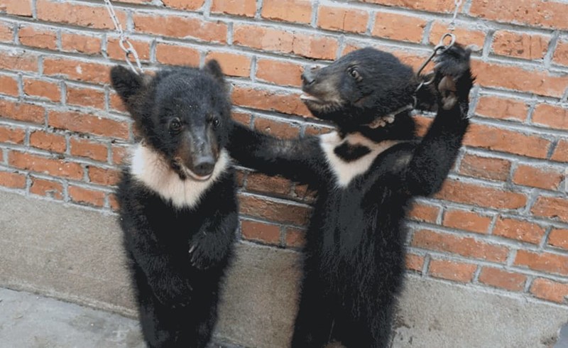 2. Медвежат обучают прямохождению