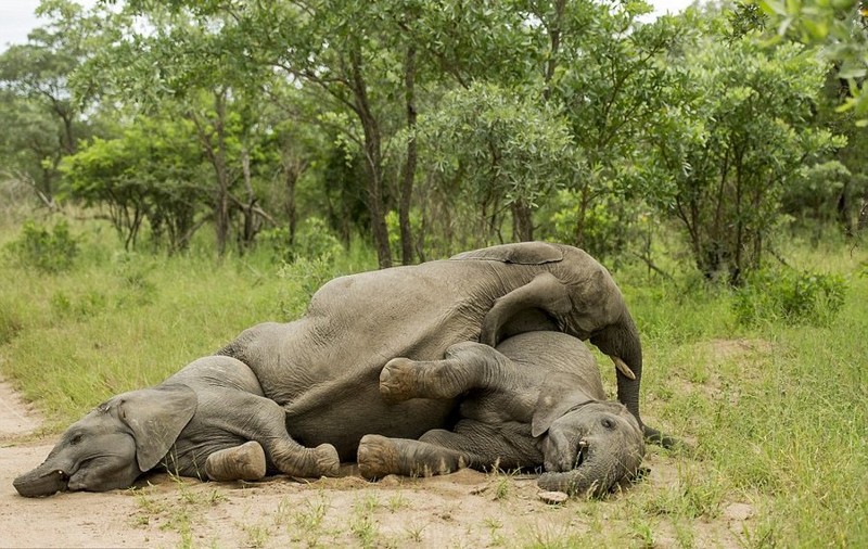 Слоны несколько из другой армии – они хронические алкоголики.