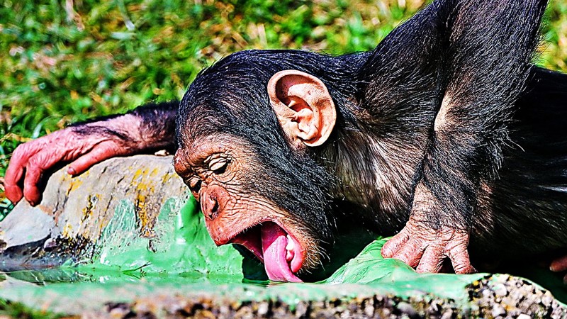Шимпанзе - пьянчужки и воришки