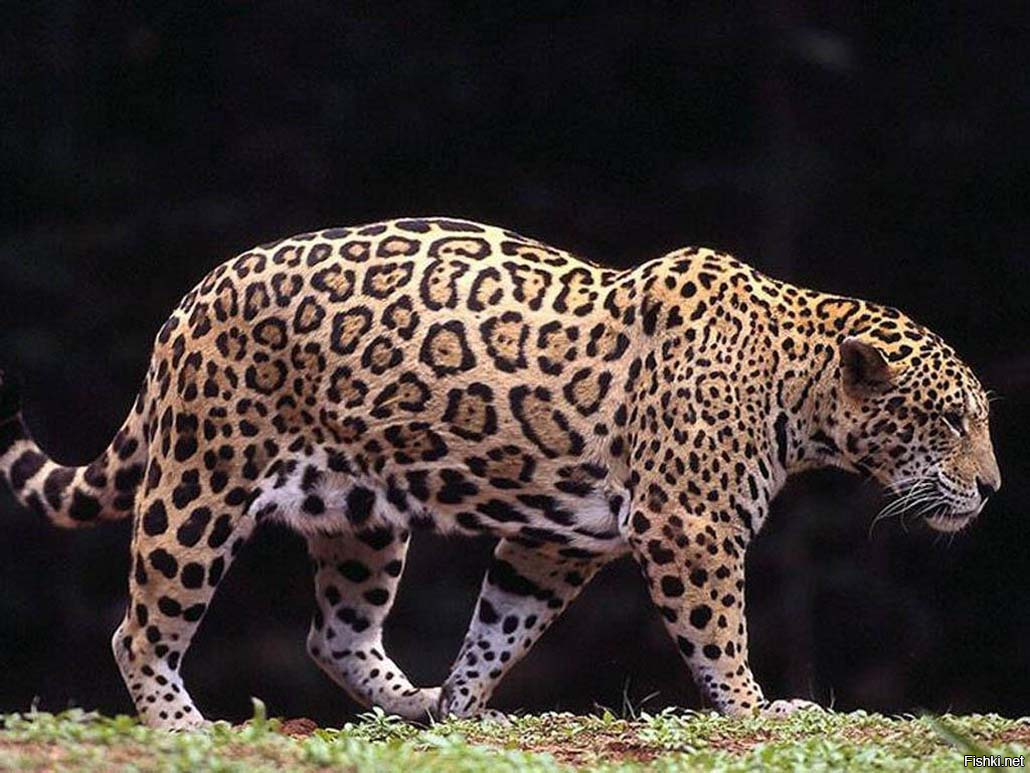 Кошка ягуар