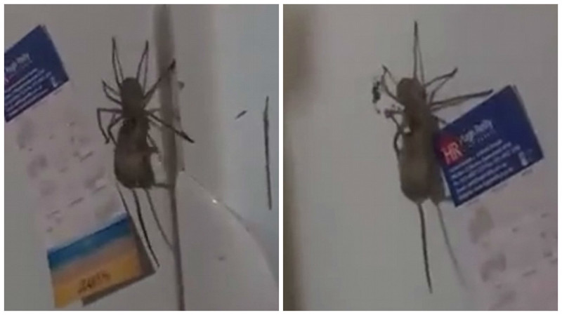 "Блюдо с собой": в этом шокирующем видео гигантский крабовый паук поймал... мышь