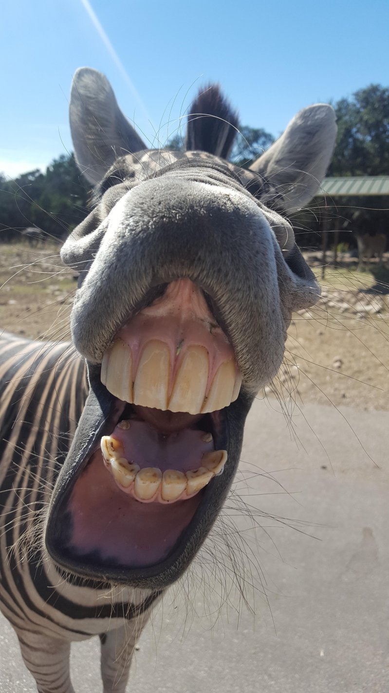 Улыбка зебры 