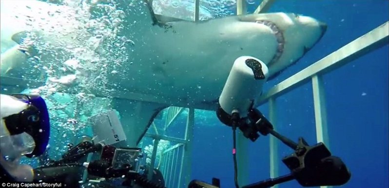 Второй раз на те же грабли: большая белая акула вновь ворвалась в клетку с дайвером