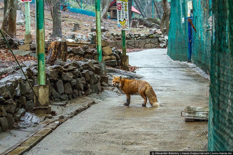 Не прошло и секунды, как я вошёл внутрь — меня тут же учуяли. Пробегавшая вдалеке лиса остановилась, посмотрела на меня, и решив, что сыта этим утром, потрусила дальше.