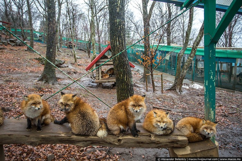 Японская деревня лис уникальна, но в России решились на ещё более смелый эксперимент: новосибирские учёные решили одомашнить диких лисиц, сделать из них зверей более ласковых, чем котята!