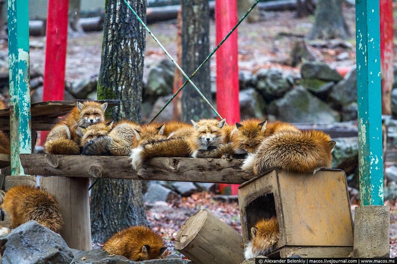 Здесь живёт несколько сотен лис шести пород. Большинство на вид не отличаются от наших, российских лисиц.