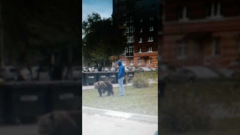 Житель Саранска выгуливал во дворе многоквартирного дома бурого медведя 