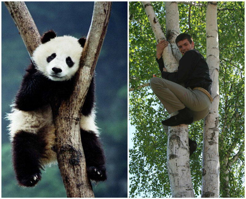Если панда укусила, жди беды... на дереве...