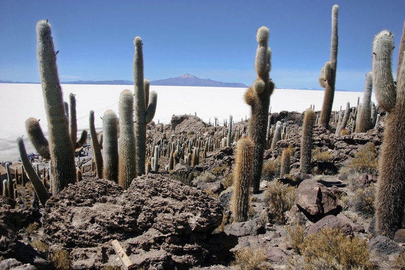 Исла де Пескадорес - каменные осыпи в солончаковой пустыне Уюни, Боливия