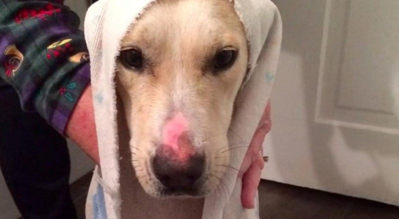 Собака, живущая в сгоревшем доме, принимает первую в жизни теплую ванну!
