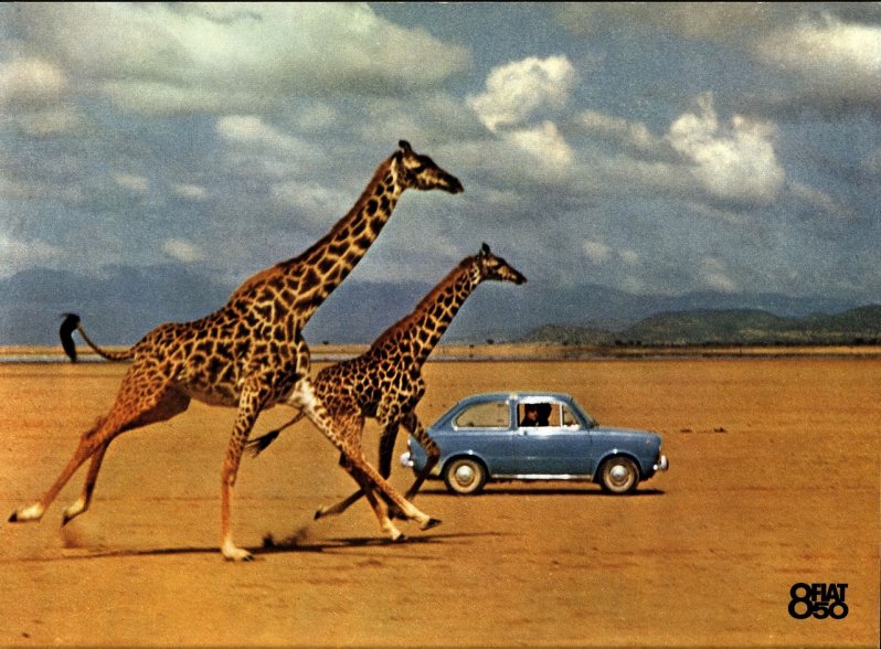 ... жирафы у Fiat