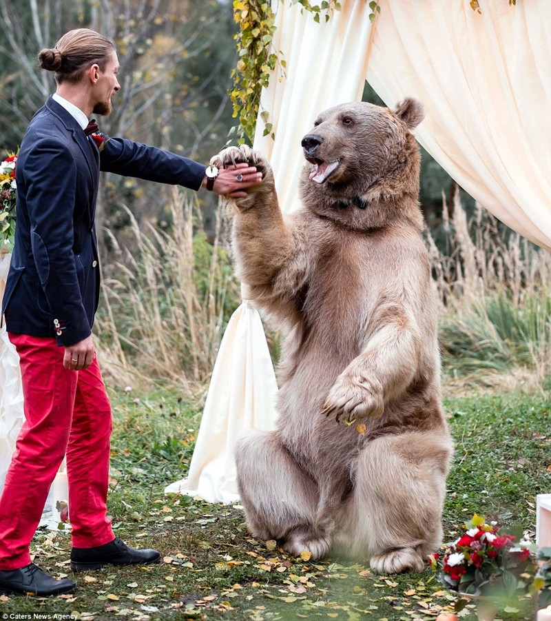 Свадьба по-русски: медведь благословляет жениха и невесту 