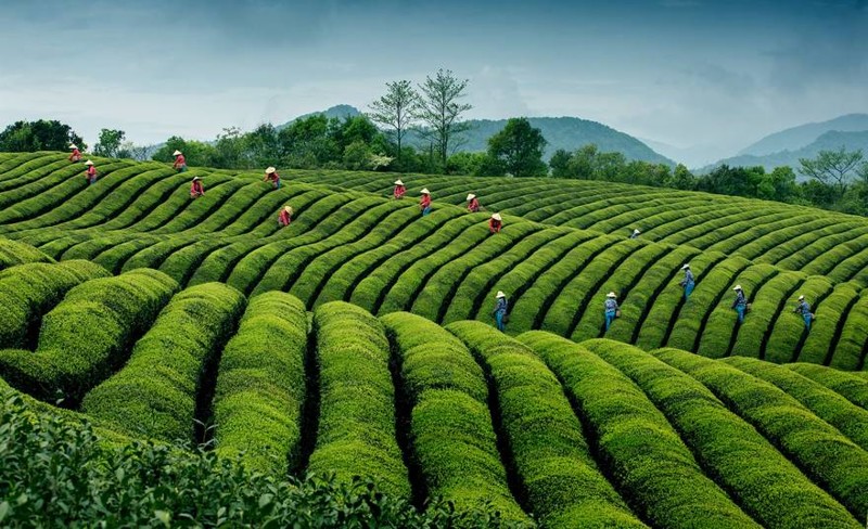 "Чайные плантации", Китай (работа особо отмечена в номинации "Путешествия")