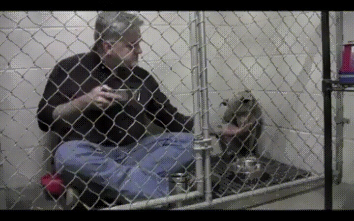 Ветеринар ест в клетке, чтобы убедить маленького спасенного щенка делать тоже...