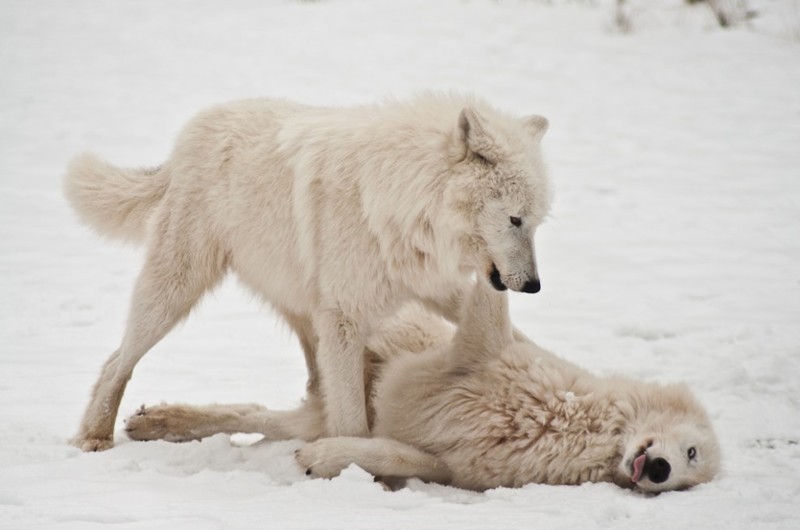 Я очень люблю волков. Вот наткнулся на статейку под названием Крупный план: полярный волк