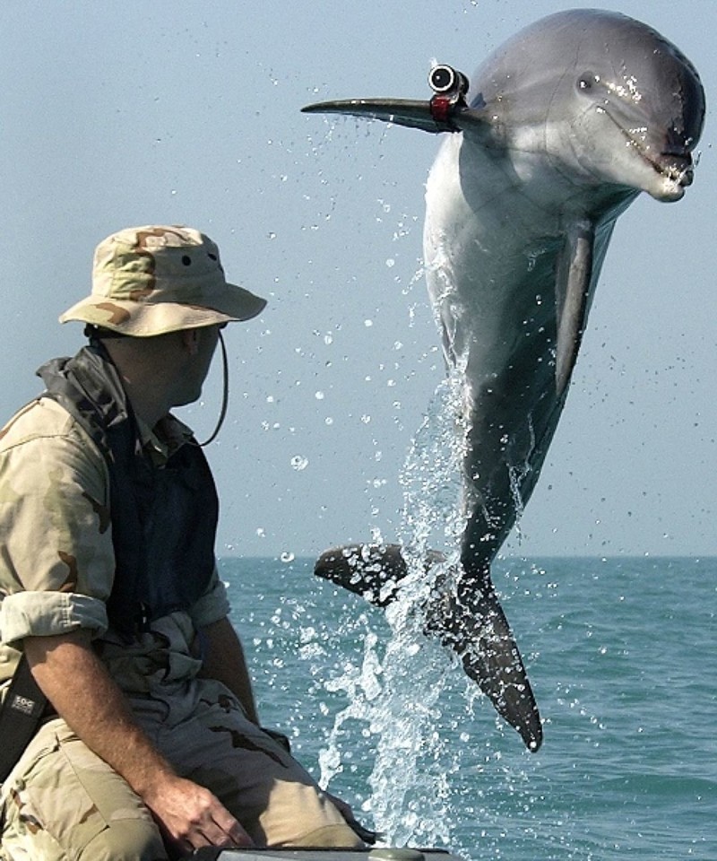 Как готовят боевых дельфинов