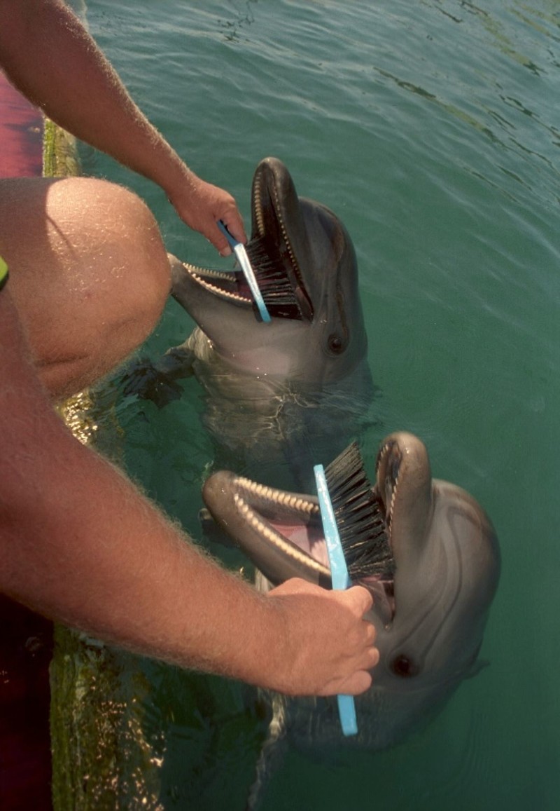 Как готовят боевых дельфинов