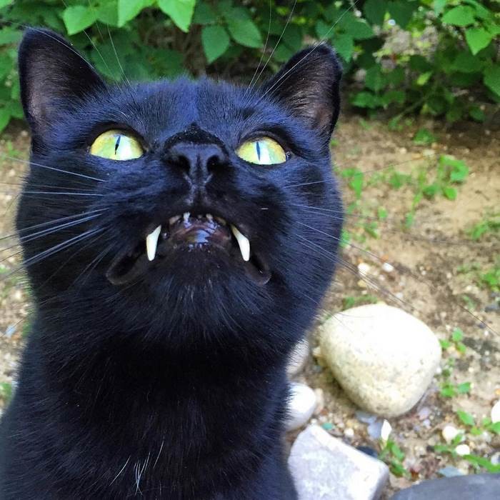 Невероятное зрелище - кот-вампир!