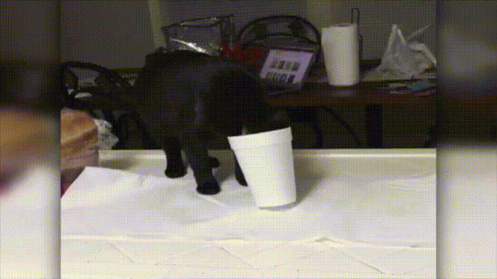 Попил молока