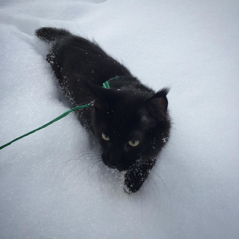 О, снег выпал, пора показать коту, что такое настоящий мир!