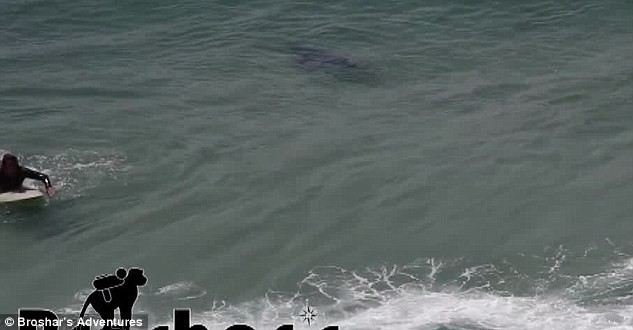 Шок: акулы атакуют серферов на пляжах Австралии!