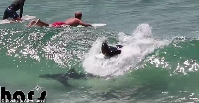 Шок: акулы атакуют серферов на пляжах Австралии!