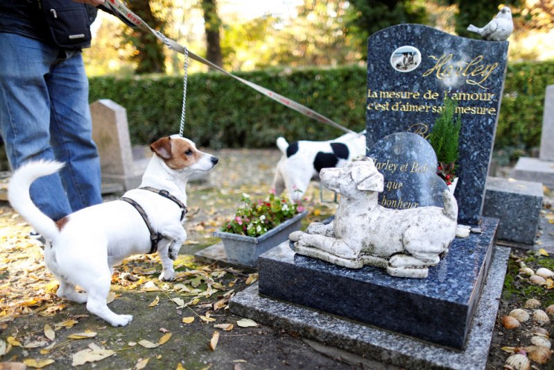 Кладбище собак во Франции