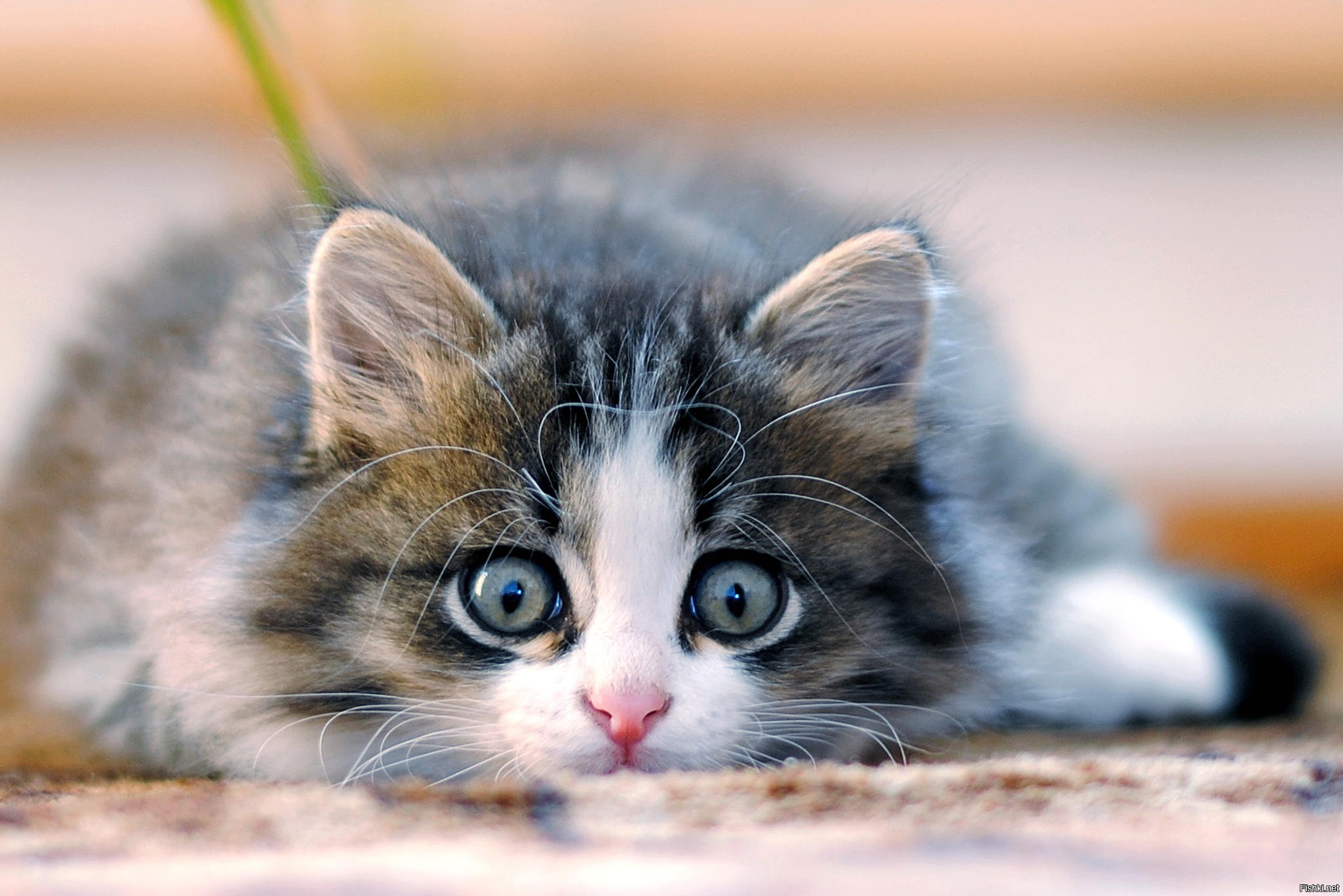 Котики картинки котиков. Кошки маленькие. Маленький котенок. Милые кошки. Кошки маленькие красивые.