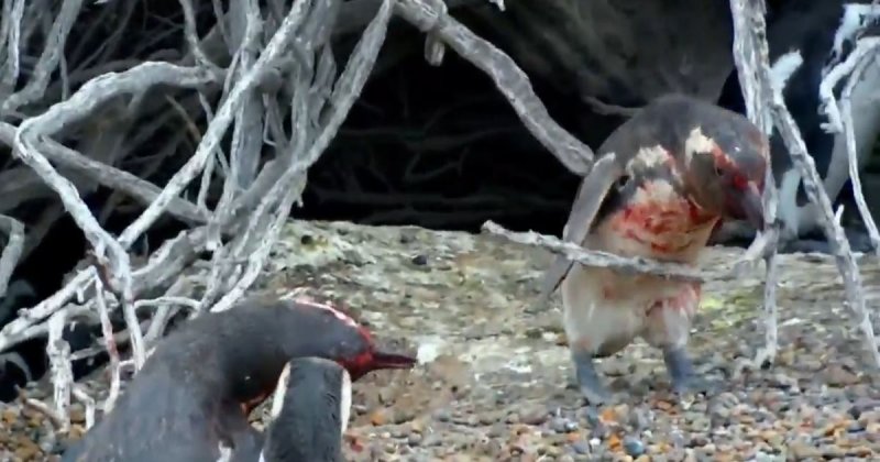 Пингвин вернулся домой после тяжелого дня и обнаружил свою самку с другим!