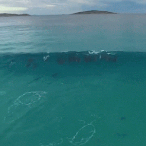 Дельфины катаются на волнах